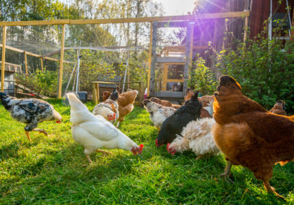 Chicken Coop Space Requirements Image